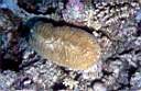 corail_champignon_allonge_16_70_p.jpg