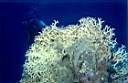 corail_de_feu_16_70_p.jpg
