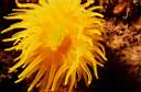 corail_solitaire_jaune_13_70_p.jpg
