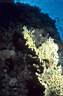 corailfeu_faucon_20_71_p.jpg
