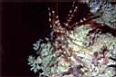 crinoide_73-01_p.jpg