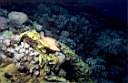 merou_oriflamme_06_71_p.jpg