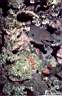 murene_10_71_p.jpg