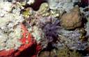 oursin_diademe_73-04_p.jpg