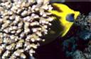 papillon_citron_11_72_p.jpg