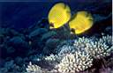 papillon_citrons_36_70_p.jpg