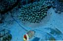 papillon_orange_12_72_p.jpg