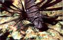 pterois_73-31p.jpg