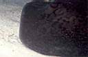 raie_a_point_noir_13_72_p.jpg