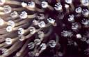 sarcophyton_74-25p.jpg