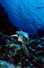 tortue_04_72_p.jpg