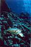 tortue_imbriquee_07_72_p.jpg