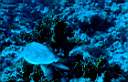 tortues_06_72_p.jpg
