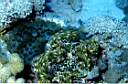tridacna_benitier_10_72_p.jpg
