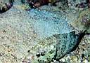 veille_de_corail_19_72_p.jpg