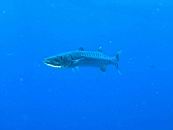 DSCN7614_c.jpg