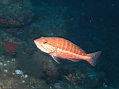 dscn4676.jpg