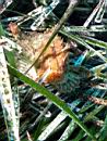 dscn4700.jpg